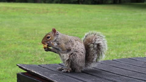 Cute squirrel