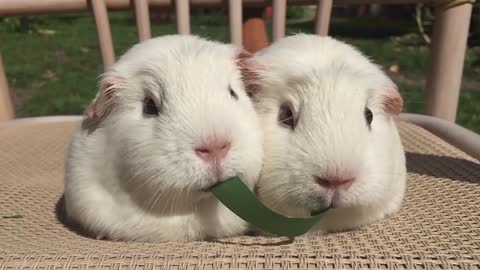 Guinea Pigs Play Tug-of-War With Blade of Grass