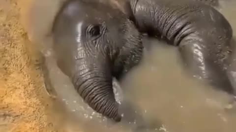 Baby Bath