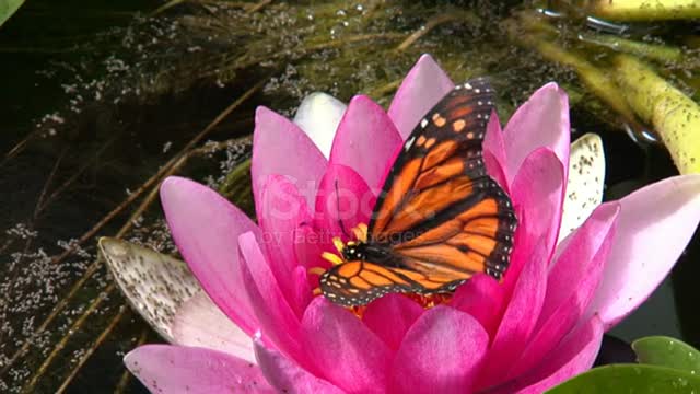 large orange butterfly in the tropical lili.