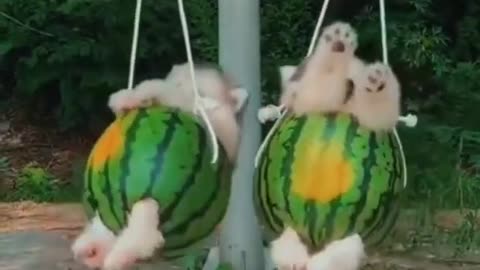 Baby dog - Cute and Funny dog video most Understanding