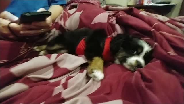 Cannoli with her harness