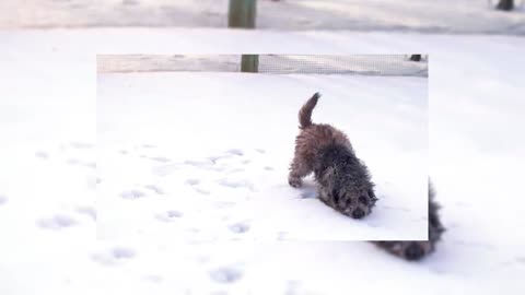 First time seeing a dog in snow