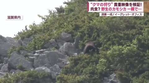 Bear Takes Down Young victim as Mother Watches 😨🐻👀