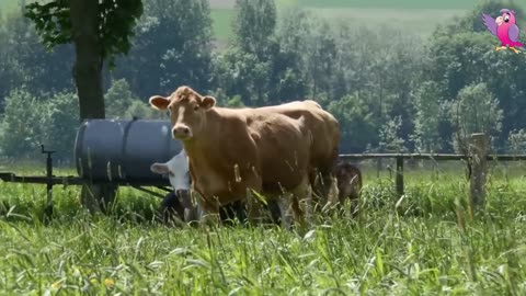 Cow Video