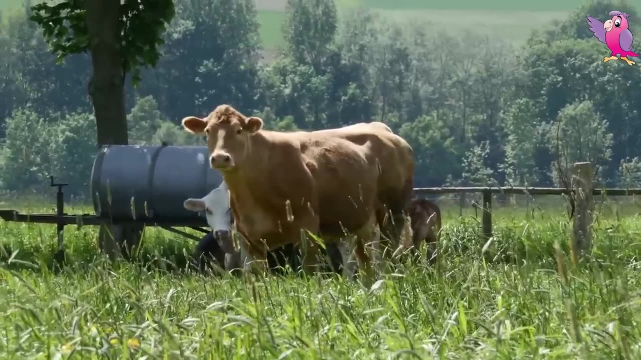 Cow Video