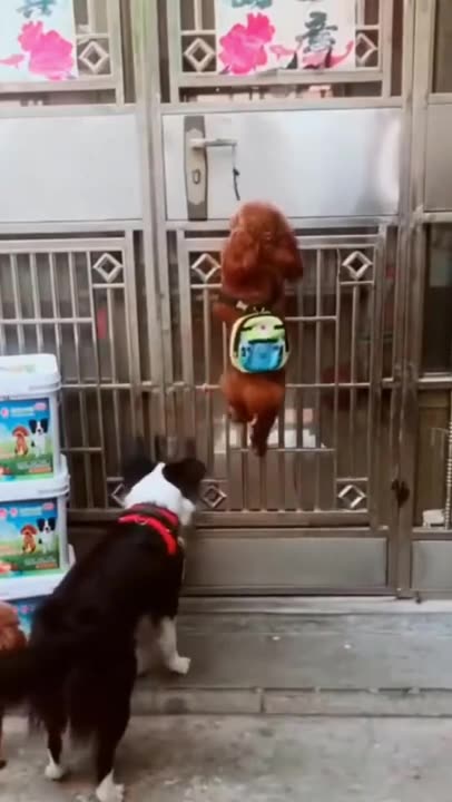 Funny dog videos
