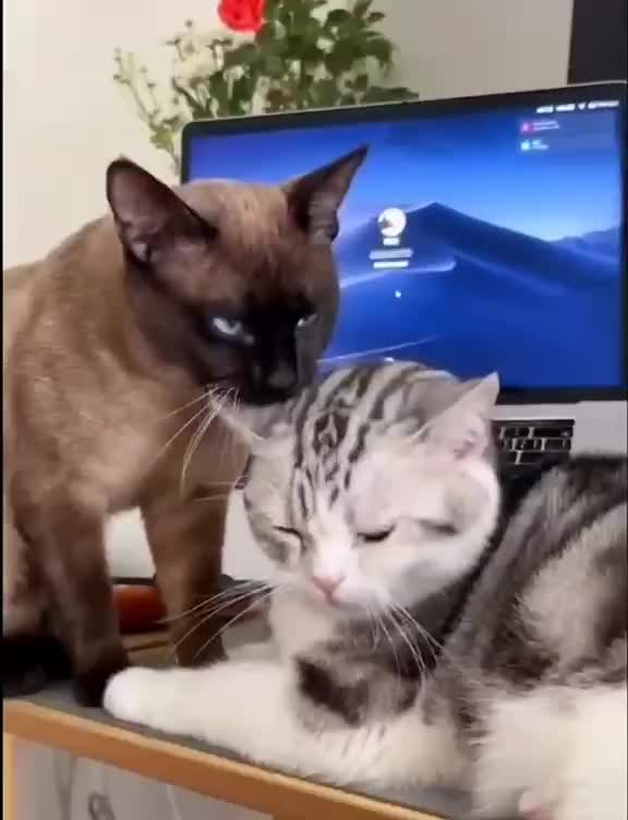 funny cats