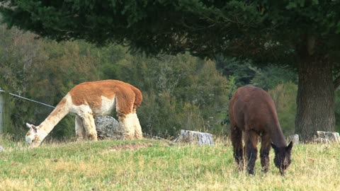 Alpaca, West coast, New Zealand