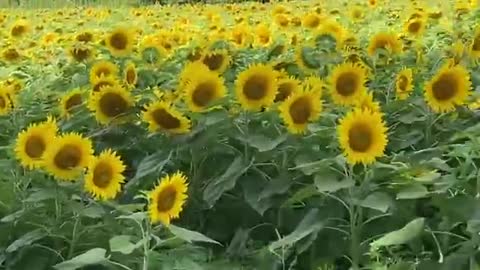 Sunflower festival in canada_batch