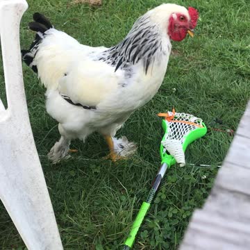 Our rooster practicing his crow