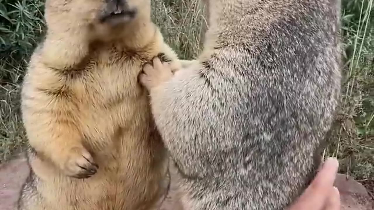 Prairie dog is cute bobak marmot wild animals capybara