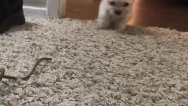 Cute white dog runs across brown floor onto white carpet