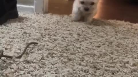 Cute white dog runs across brown floor onto white carpet