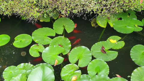 Lily and coloured fish