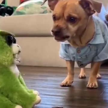 Dogs playing with robot car