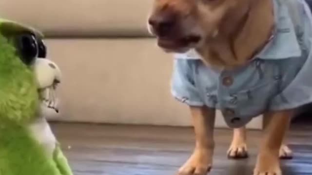 Dogs playing with robot car