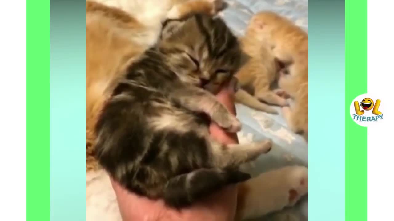 Cute Cuddly Funny Kittens