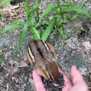 Chipmunk climbs into my hand