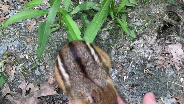 Chipmunk climbs into my hand