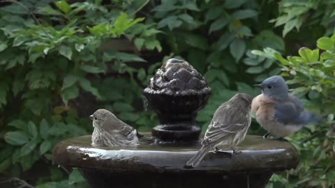 Beautiful Birds Swimming