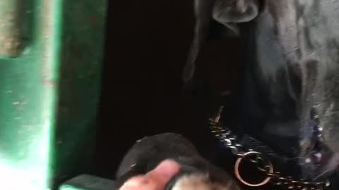 Black dog getting face played with by owner