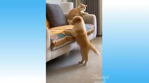 funny pets reaction |animals funny moment - try to don't laugh 😍😍😍💖💖🐶🐶🐶