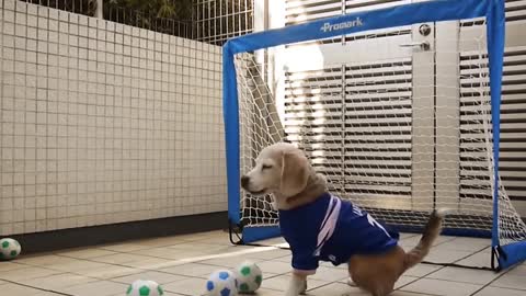 Funny and smart dog