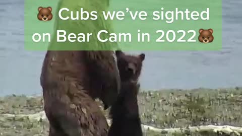 It’s a good year for cubs! 🐻