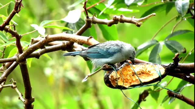 A Bird Feeding on a Tree