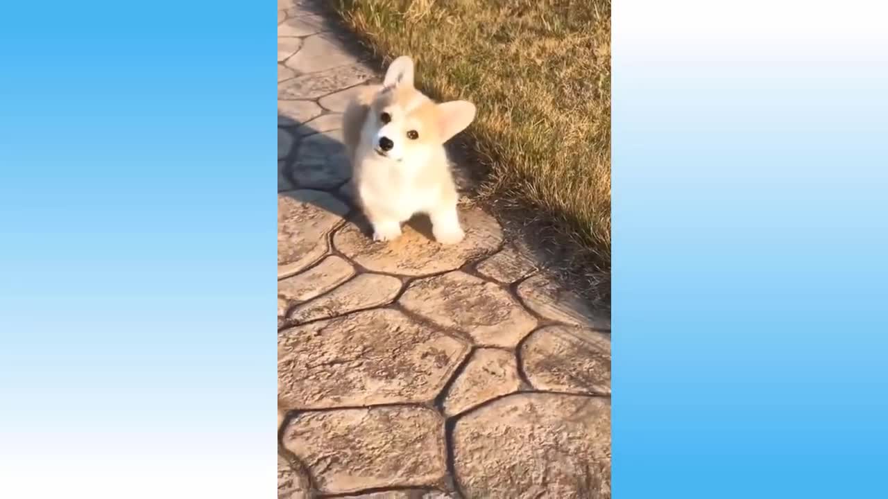 Compilation of Wonderful Cute Animals and Funny Animals # 56 (Try Not to Laugh)