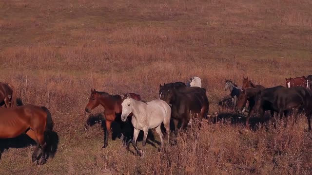 horses grazing on a farm