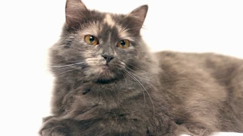 Cat on white background