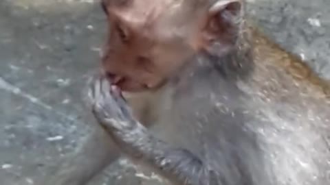 How sad baby monkey got bitten on his head!!