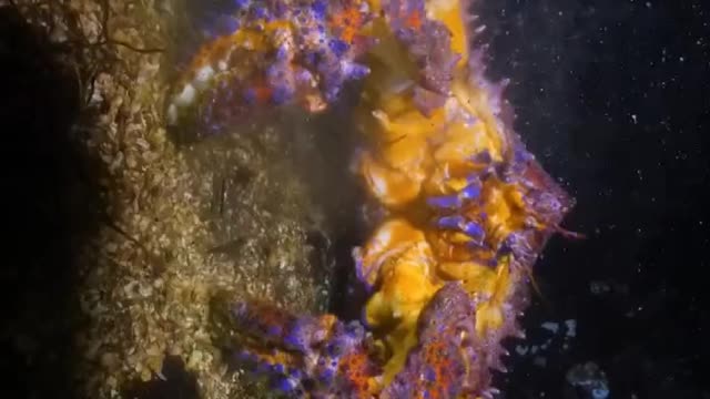 A Puget Sound King Crab on the move.