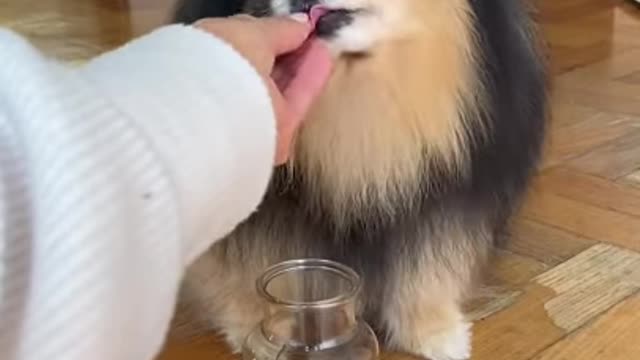 Ultimate Baby Dogs - Cute and Funny Dog Videos Compilation