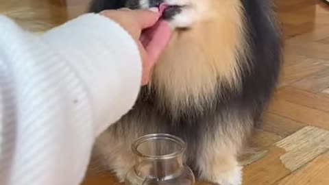 Ultimate Baby Dogs - Cute and Funny Dog Videos Compilation