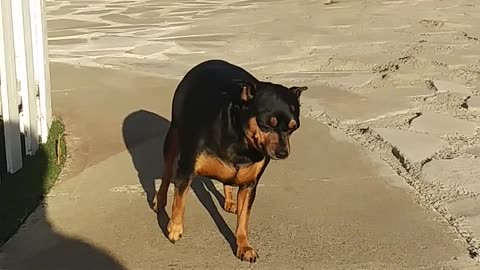 Training ferocious dogs