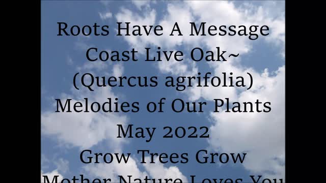 Roots Have A Message Coast Live Oak Quercus agrifolia May 2022