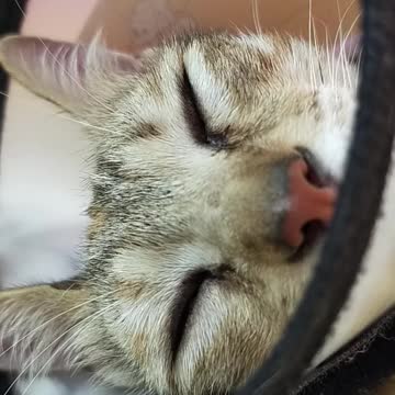 cute cat video-11