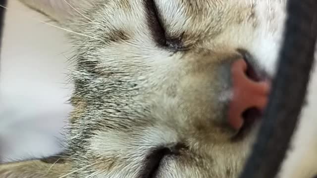 cute cat video-11
