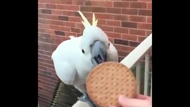 The parrot doesn't mind eating a delicious cookie