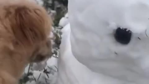 Funny Pets Having fun