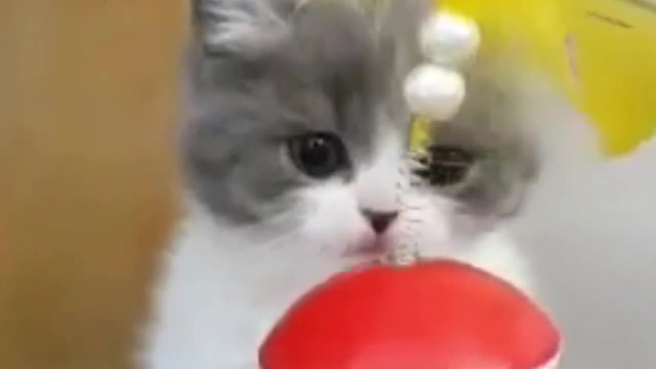 Cute cats funny pets videos