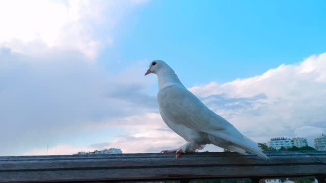 pigeon bird cute wing