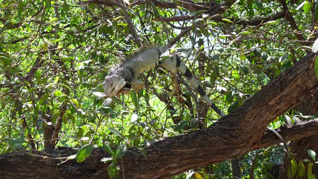 An Iguana on a Tree Eating Leaves