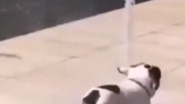 cute and funny dog video