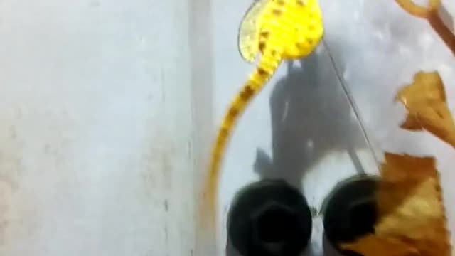 meet hippocampus kuda the yellow seahorse
