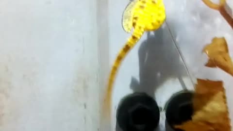 meet hippocampus kuda the yellow seahorse