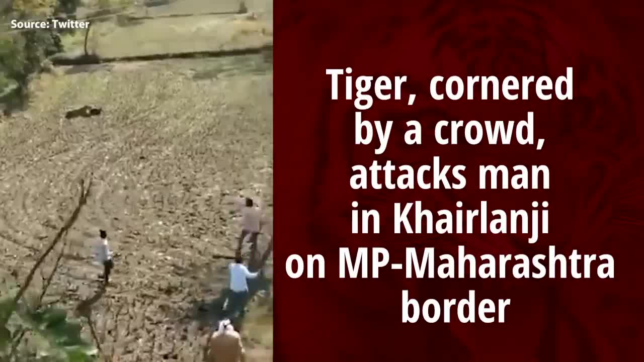 When A Tiger Attacks